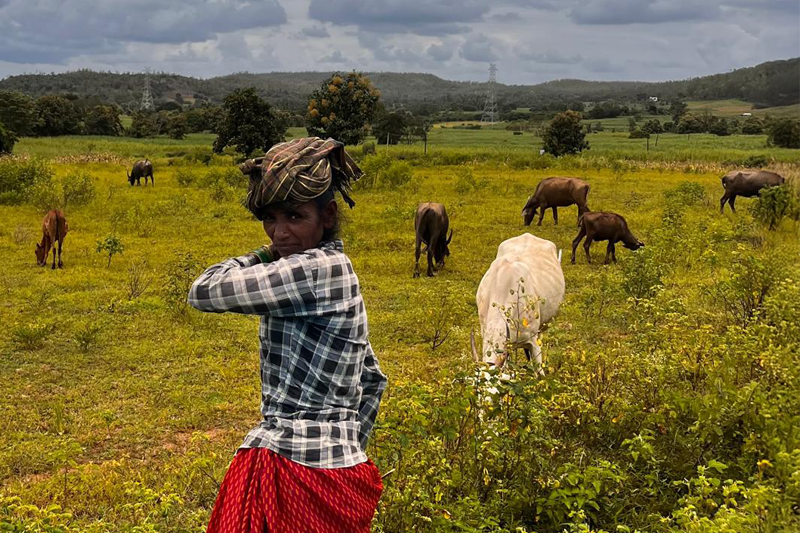 Local farmer with cattle herd