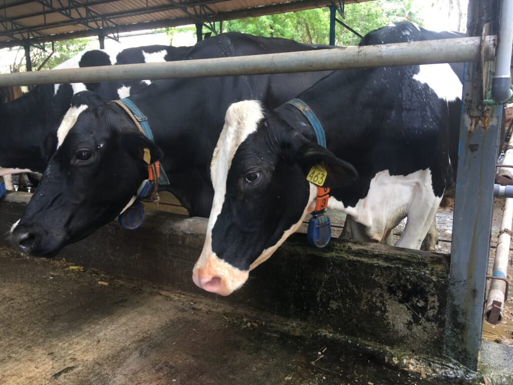 Cows on the farm