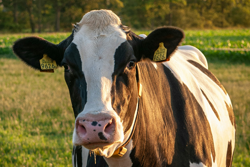 Cow in a field