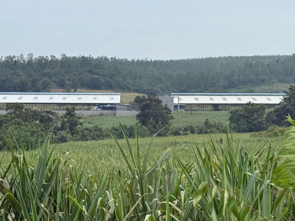 Roofing is Complete The dairy farm with a completed roof